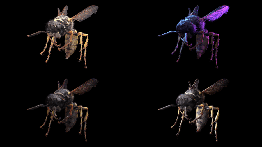 A scanned wasp relit four different ways with SideFX Labs' gaussian splat nodes